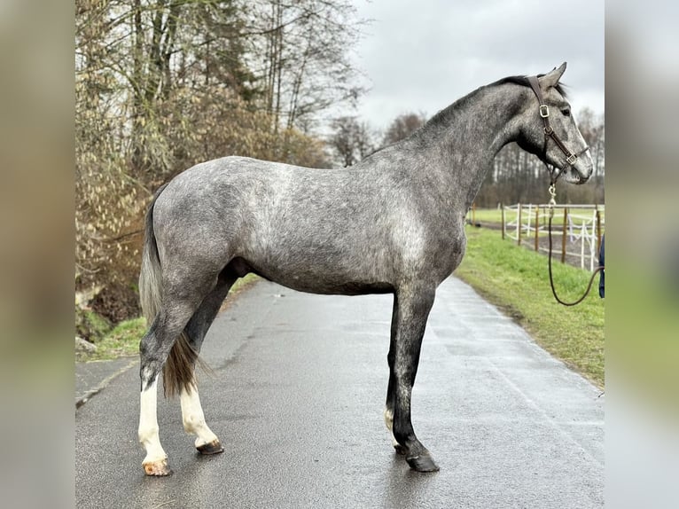 Holsteiner Hongre 5 Ans 172 cm Gris in Verl