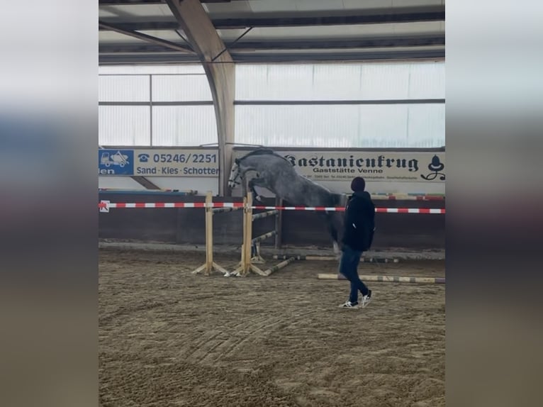 Holsteiner Hongre 5 Ans 172 cm Gris in Verl