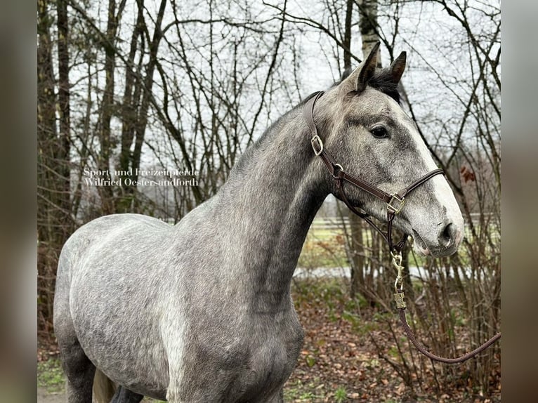 Holsteiner Hongre 5 Ans 172 cm Gris in Verl