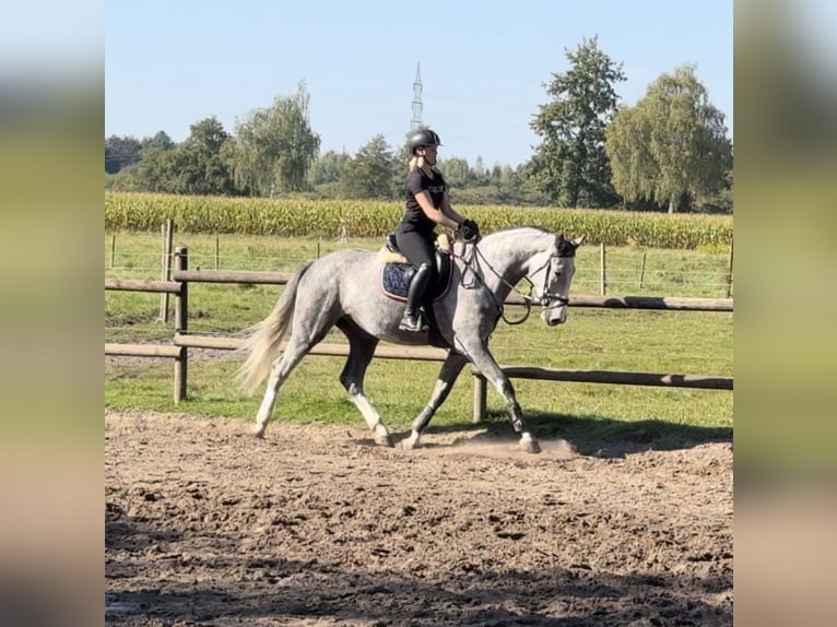 Holsteiner Hongre 5 Ans 172 cm Gris in Verl