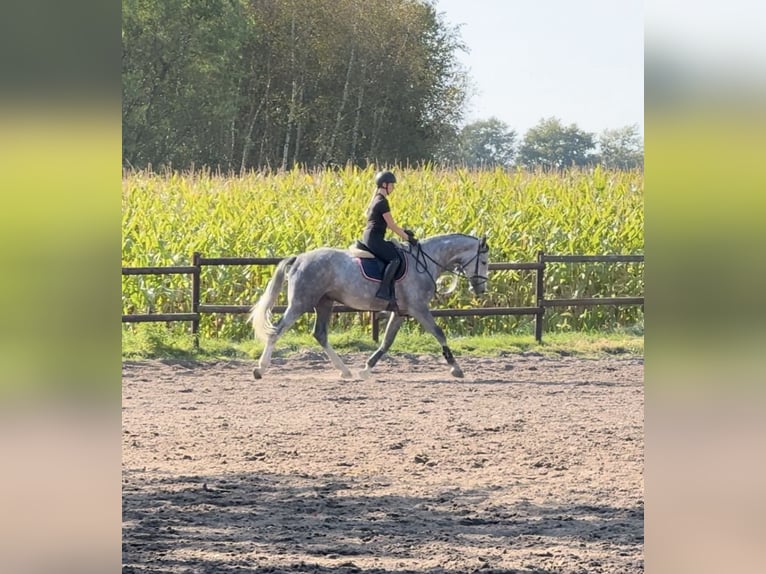 Holsteiner Hongre 5 Ans 172 cm Gris in Verl