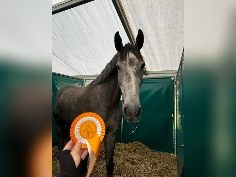 Holsteiner Hongre 5 Ans 173 cm Gris in Ovelgönne