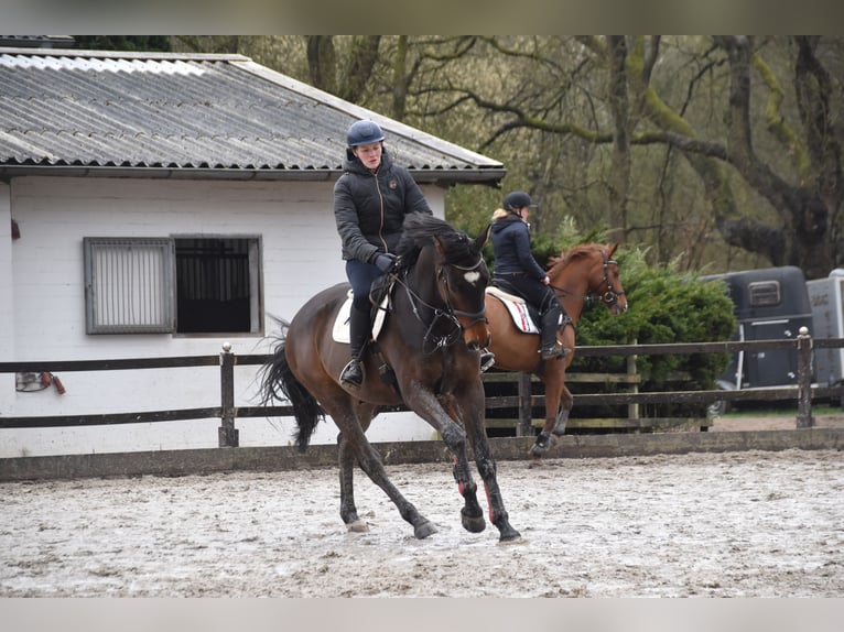 Holsteiner Hongre 5 Ans 174 cm Bai brun in Hamburg