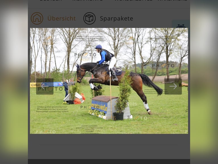 Holsteiner Hongre 5 Ans 174 cm Bai brun in Hamburg