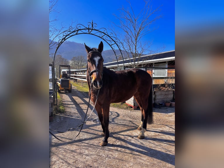 Holsteiner Hongre 5 Ans 174 cm Bai in Mondsee