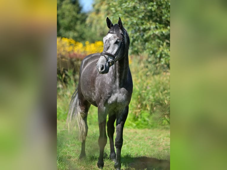 Holsteiner Hongre 5 Ans 174 cm Gris in Zossen OT Horstfelde