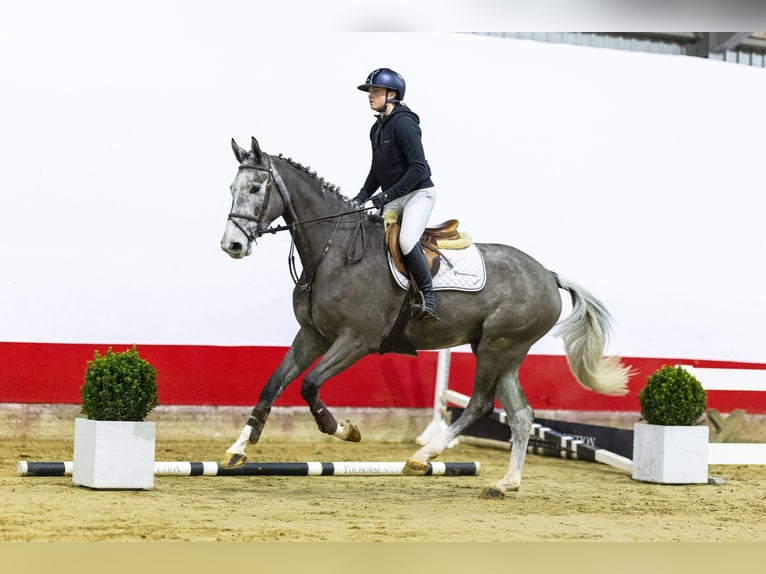 Holsteiner Hongre 5 Ans 174 cm Peut devenir gris in Waddinxveen