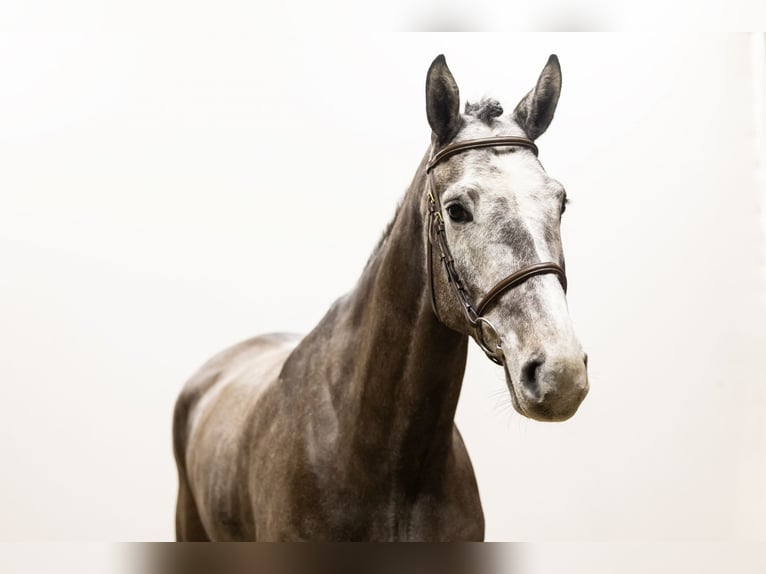 Holsteiner Hongre 5 Ans 174 cm Peut devenir gris in Waddinxveen