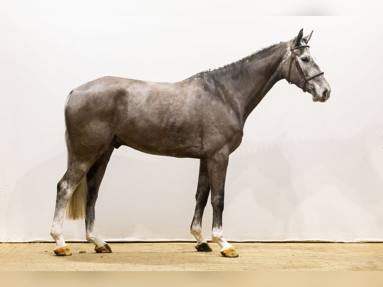 Holsteiner Hongre 5 Ans 174 cm Peut devenir gris in Waddinxveen