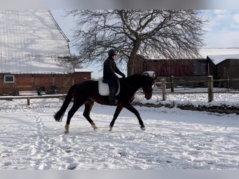 Holsteiner Hongre 5 Ans 175 cm Bai in Heilshoop