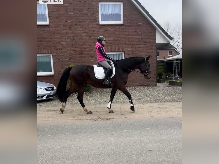 Holsteiner Hongre 5 Ans 175 cm Bai in Heilshoop