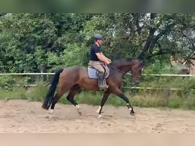 Holsteiner Hongre 5 Ans 175 cm Bai in Heilshoop