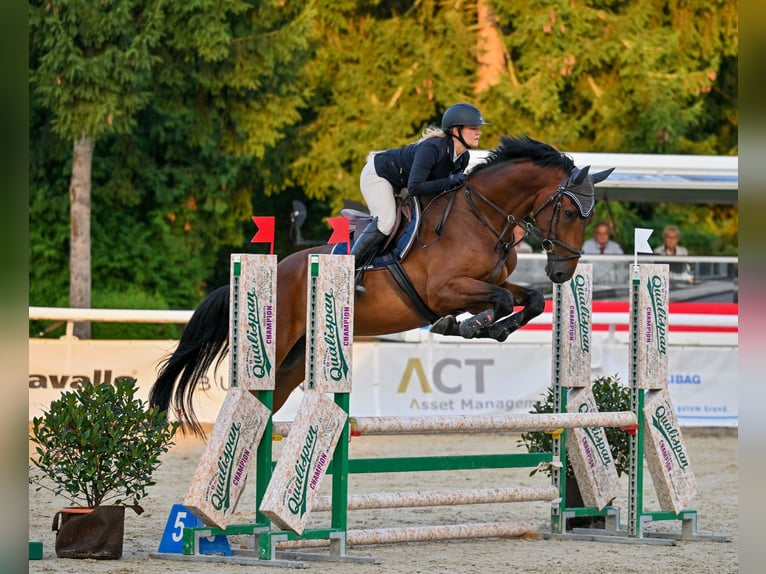 Holsteiner Hongre 5 Ans 175 cm Bai in Uster