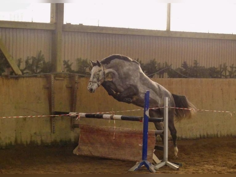 Holsteiner Hongre 5 Ans 175 cm Gris in Osdorf