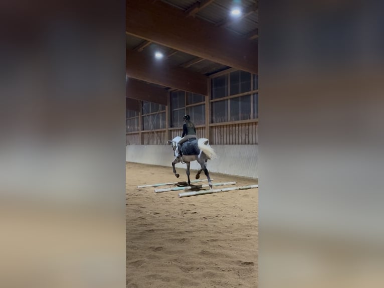 Holsteiner Hongre 5 Ans 175 cm Gris in Jenbach