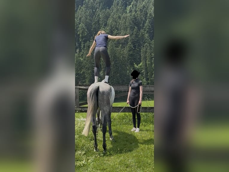 Holsteiner Hongre 5 Ans 175 cm Gris in Jenbach