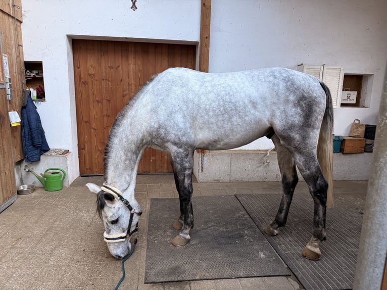 Holsteiner Hongre 5 Ans 175 cm Gris in Jenbach