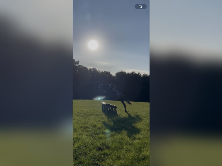 Holsteiner Hongre 5 Ans 175 cm Gris pommelé in Westensee