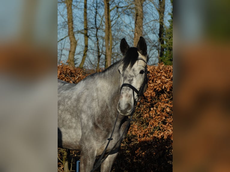Holsteiner Hongre 5 Ans 175 cm Gris pommelé in Westensee