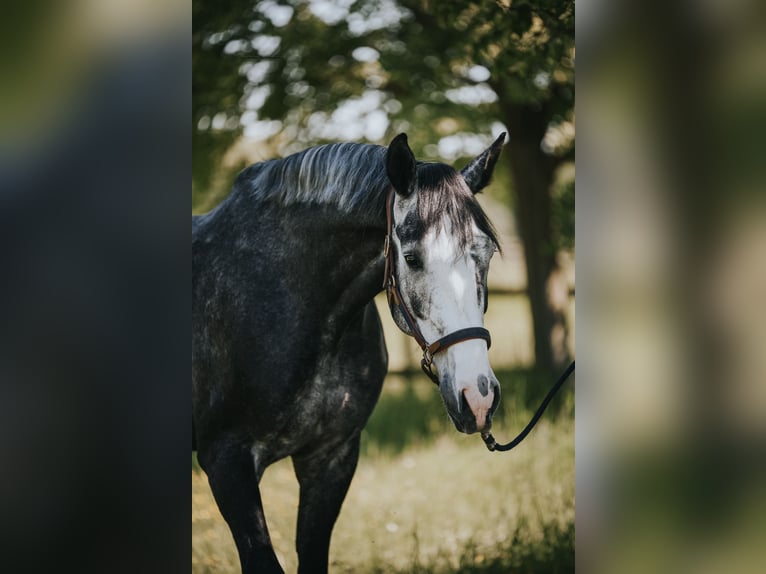 Holsteiner Hongre 5 Ans 175 cm Rouan bleu in Bergheim