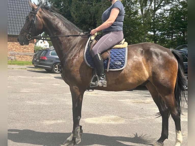 Holsteiner Hongre 5 Ans 176 cm Bai brun in Groß Schenkenberg