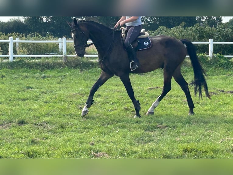 Holsteiner Hongre 5 Ans 176 cm Bai brun in Groß Schenkenberg