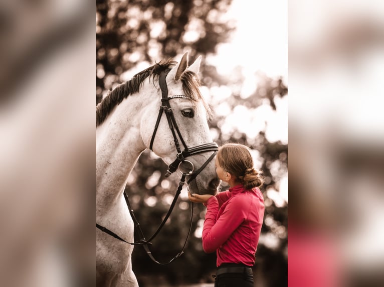 Holsteiner Hongre 5 Ans 180 cm Gris pommelé in Berkatal