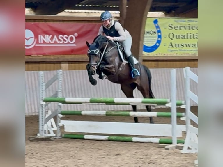 Holsteiner Hongre 6 Ans 162 cm Bai in Schenklengsfeld