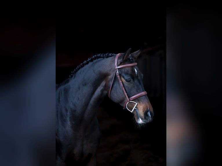 Holsteiner Hongre 6 Ans 163 cm Bai brun foncé in Lastrup