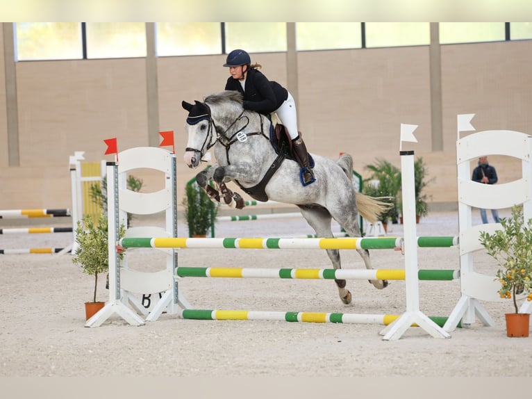 Holsteiner Hongre 6 Ans 163 cm Gris pommelé in Gro&#xDF;enhain