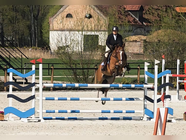 Holsteiner Hongre 6 Ans 164 cm Bai cerise in Lubasz