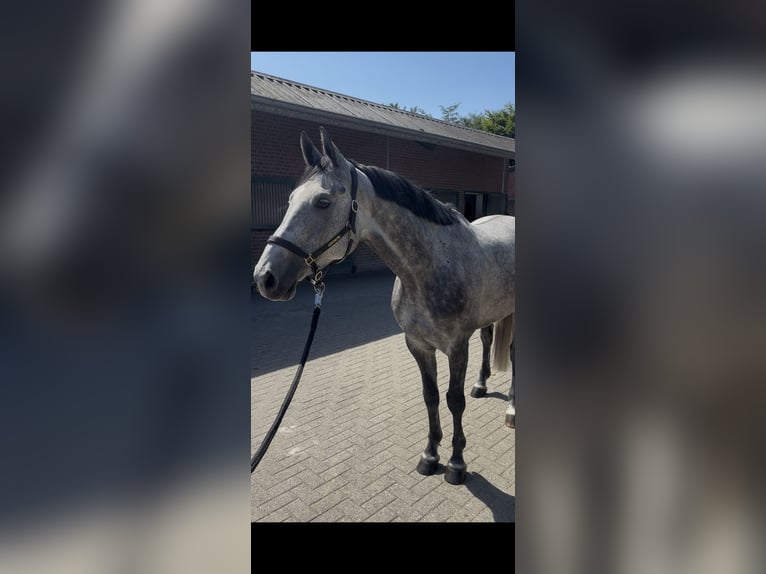 Holsteiner Hongre 6 Ans 164 cm Gris in Nettetal