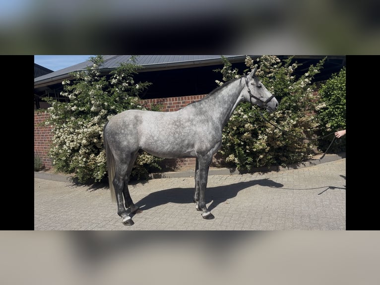 Holsteiner Hongre 6 Ans 164 cm Gris in Nettetal