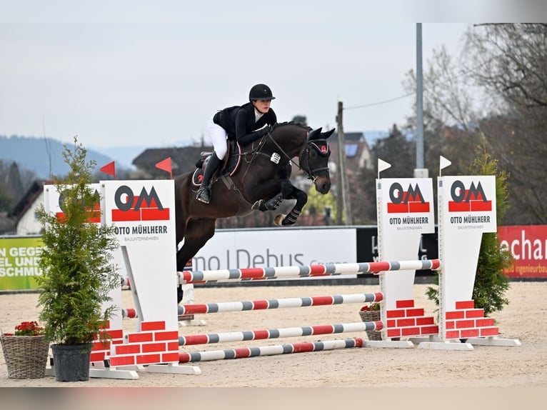 Holsteiner Hongre 6 Ans 164 cm Noir in Bayreuth