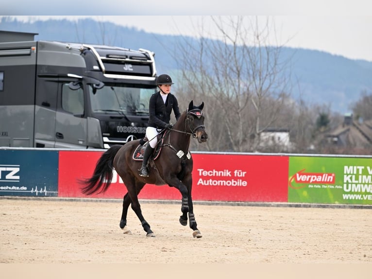 Holsteiner Hongre 6 Ans 164 cm Noir in Bayreuth