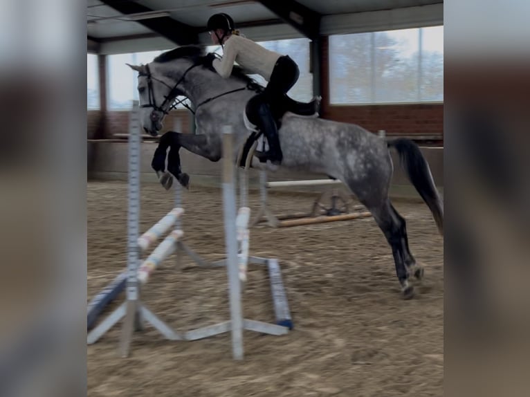 Holsteiner Hongre 6 Ans 165 cm Gris in WardenburgWardenburg