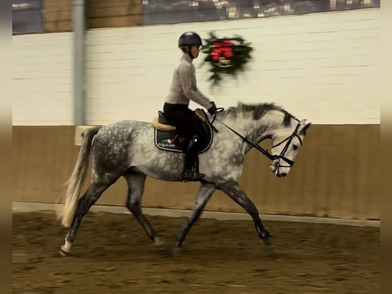 Holsteiner Hongre 6 Ans 166 cm Gris in Schulendorf