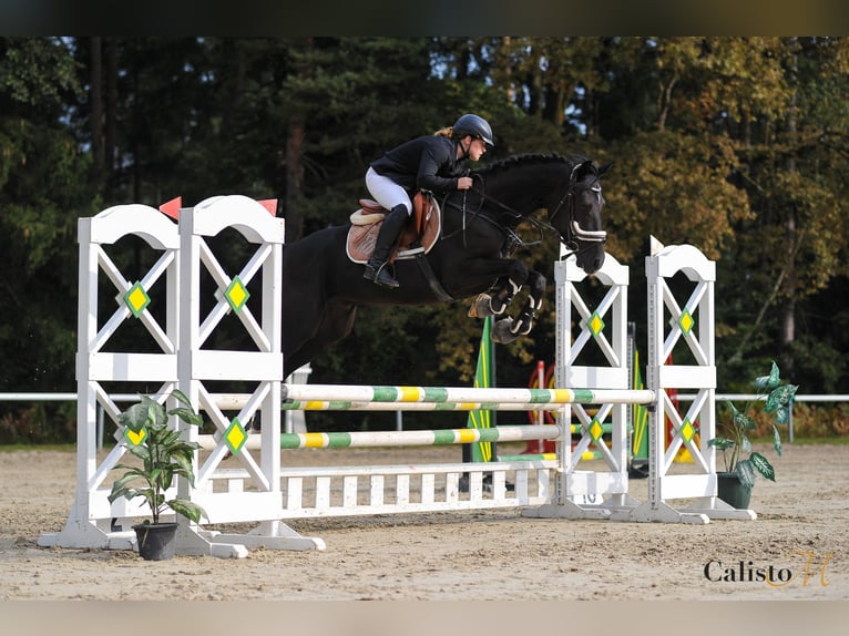 Holsteiner Croisé Hongre 6 Ans 167 cm Bai brun in Velenje