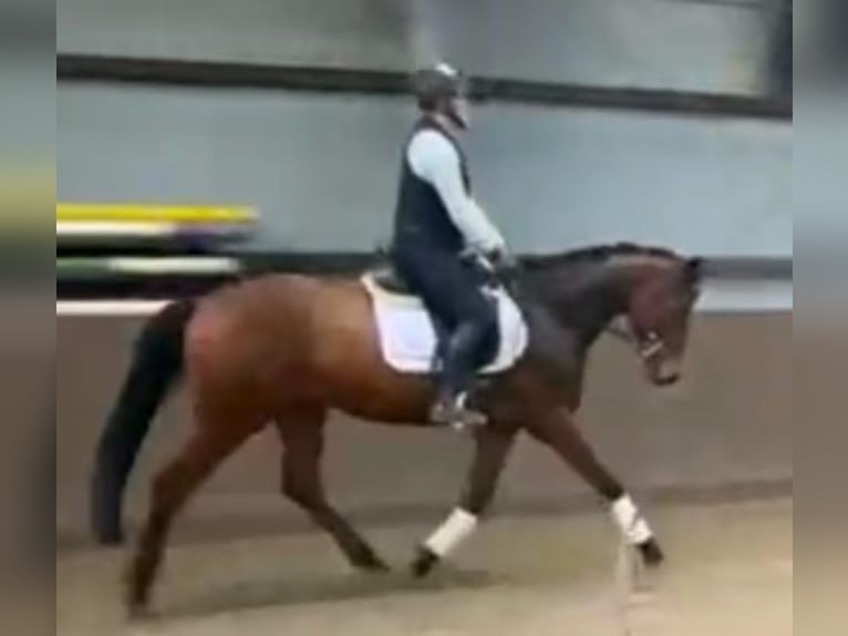 Holsteiner Hongre 6 Ans 167 cm Bai in Süderlügum