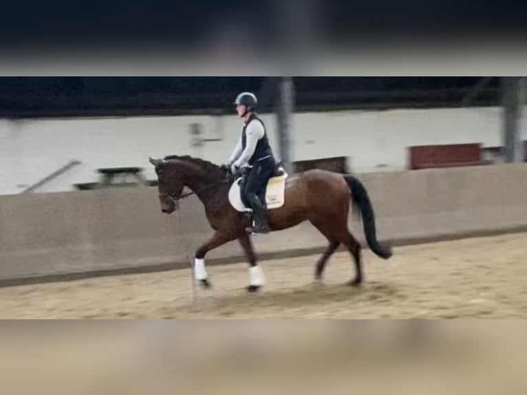 Holsteiner Hongre 6 Ans 167 cm Bai in Süderlügum