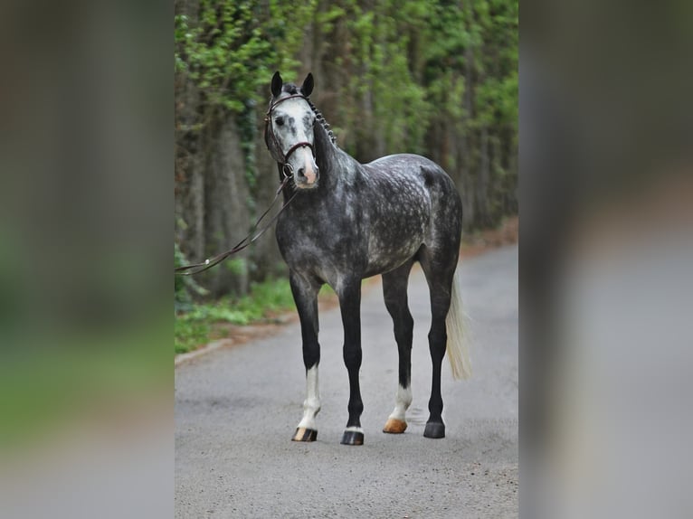 Holsteiner Hongre 6 Ans 167 cm Gris in Budapest