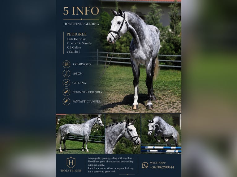 Holsteiner Hongre 6 Ans 167 cm Gris in Békésszentandrás
