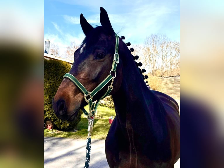 Holsteiner Hongre 6 Ans 168 cm Bai brun foncé in Sangerhausen