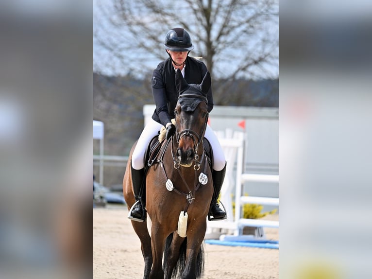 Holsteiner Hongre 6 Ans 168 cm Bai in Friedberg