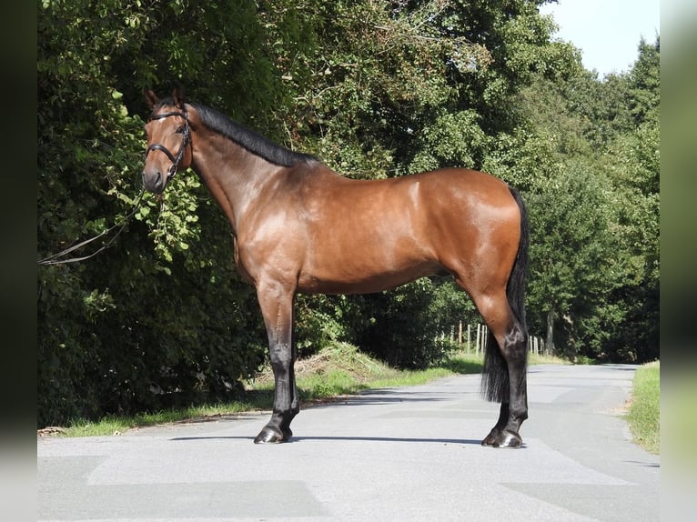 Holsteiner Hongre 6 Ans 168 cm Bai in Verl
