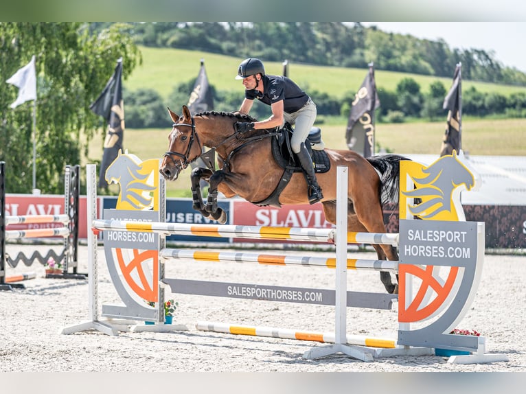 Holsteiner Hongre 6 Ans 168 cm Bai in Zduchovice