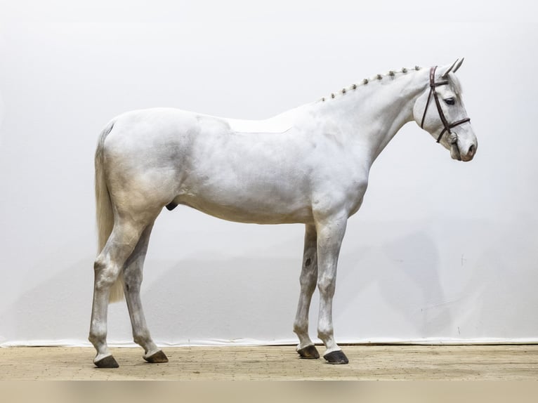 Holsteiner Hongre 6 Ans 168 cm  in Waddinxveen