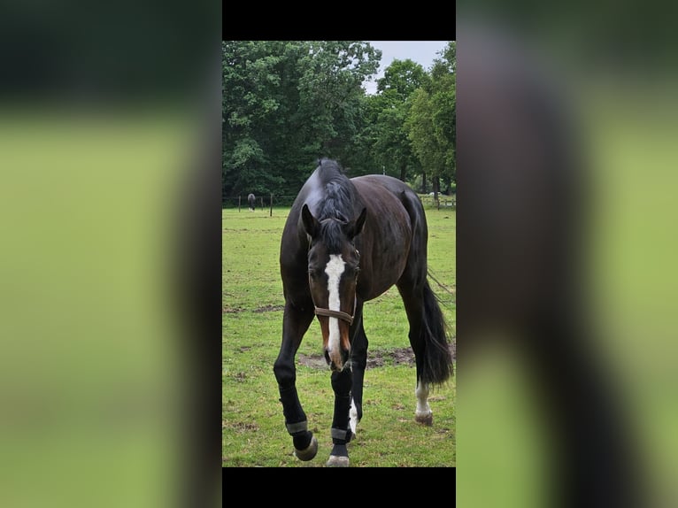 Holsteiner Hongre 6 Ans 169 cm Bai in Helvoirt