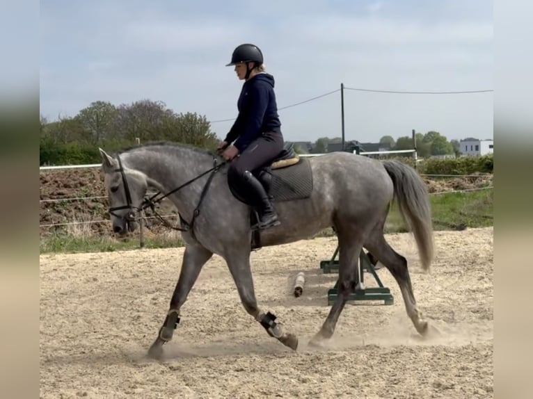 Holsteiner Hongre 6 Ans 169 cm Rouan bleu in Hückelhoven