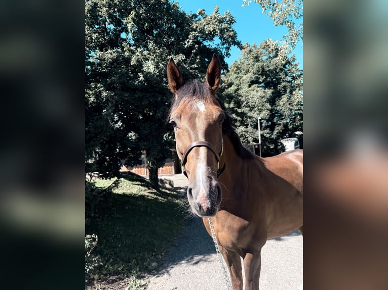 Holsteiner Hongre 6 Ans 170 cm Alezan brûlé in Winkel